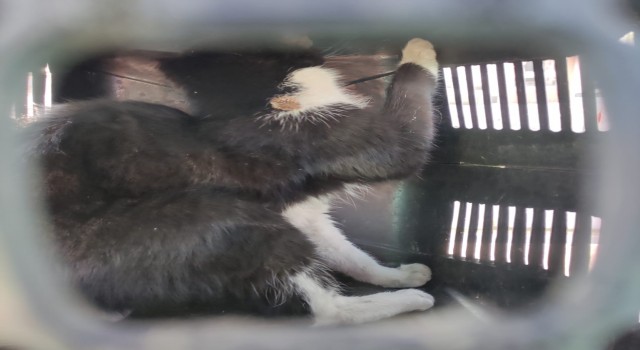 Çatıda mahsur kalan kedi kurtarıldı