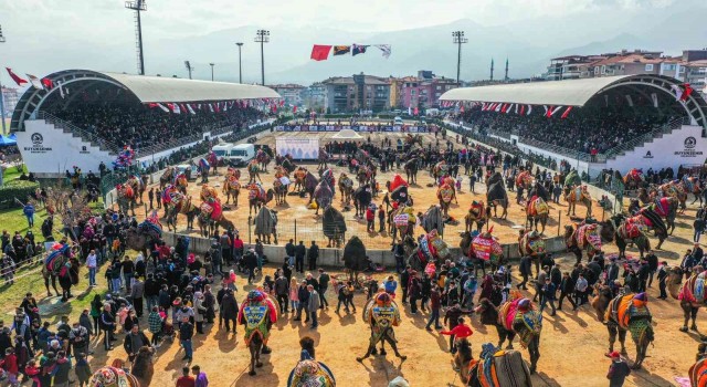 Denizlide hafta sonu 120 pehlivan deve güreşecek