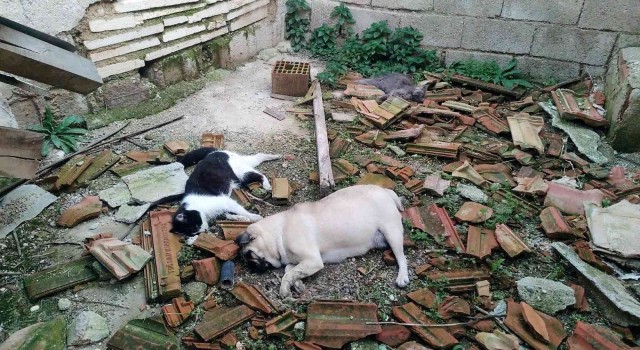 Denizlide ölü bulunan hayvanlar ekipleri harekete geçirdi
