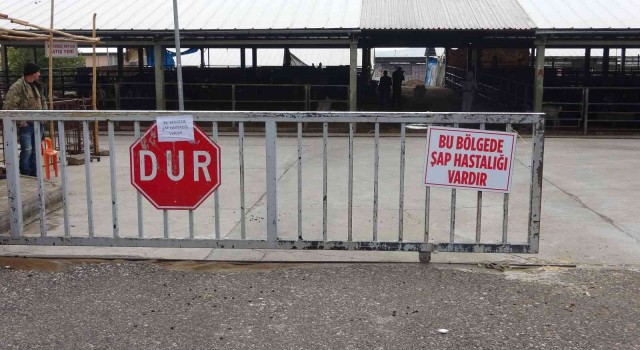 Denizlide şap alarmı