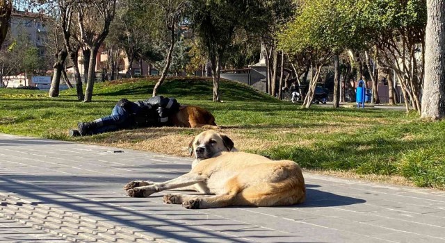 Diyarbakırda iç ısıtan görüntü: Başını sokak köpeğine yaslayarak uyudu