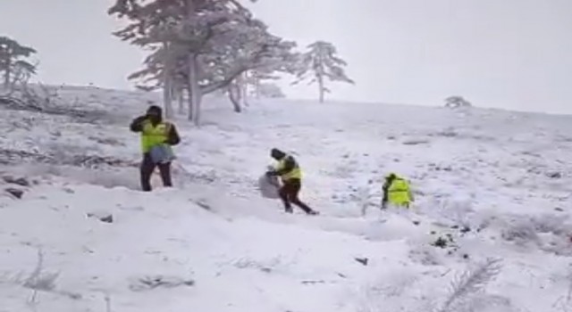 Domaniçte kozalaklardan çıkarılan sedir tohumları toprağa ekildi