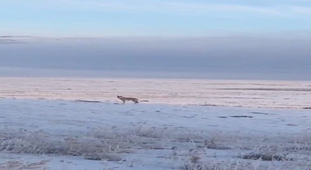 Dondurucu soğuk sebebiyle aç kalan kurt, Ardahan Ovasına indi