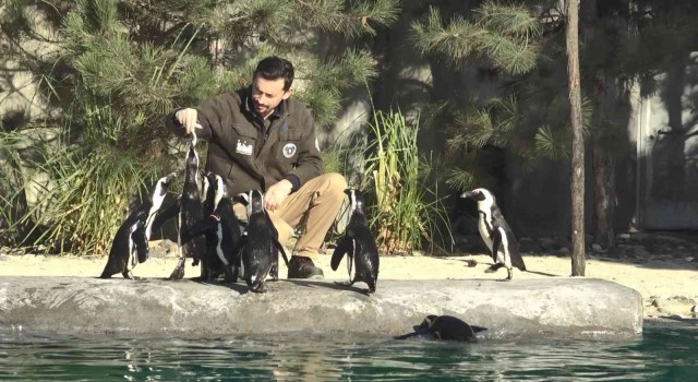 Dünya Penguen Gününde sardalya sürprizi