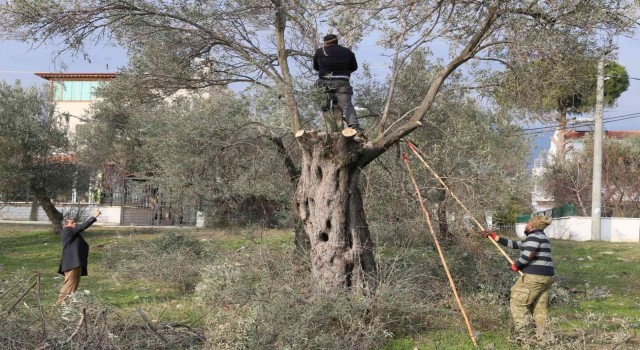 Edremitte hasat sonrası zeytinler budanıyor