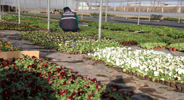 Efeler Belediyesinin yetiştirdiği çiçekler kenti süslüyor