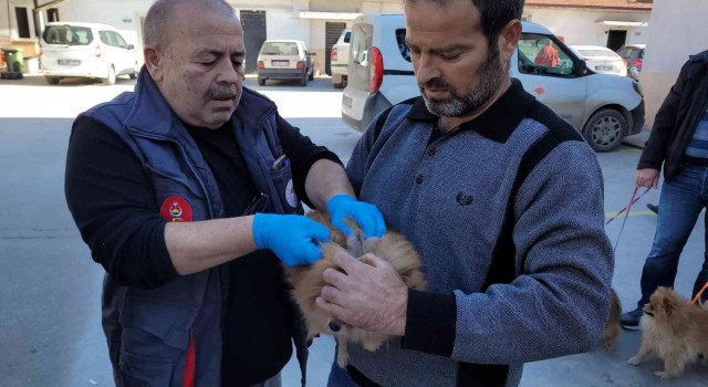 Efelerde 3 bin evcil hayvan çiplendi