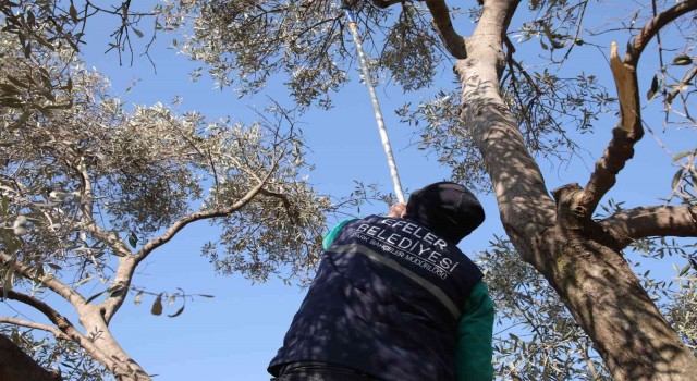 Efelerde zeytin ağaçları budanmaya başladı