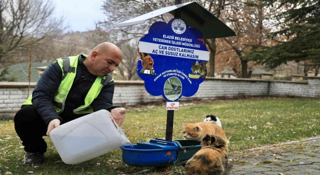 Elazığ Belediyesi, sokak hayvanlarını yalnız bırakmıyor