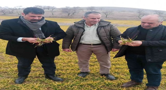 Elazığda hububat ve meyve ağaçlarında fenolojik gözlem çalışması yapıldı
