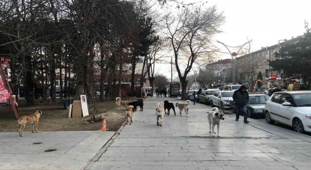 Erzincanda hayvan barınağı, sosyal medyaya düşen görüntülerle gündem oldu
