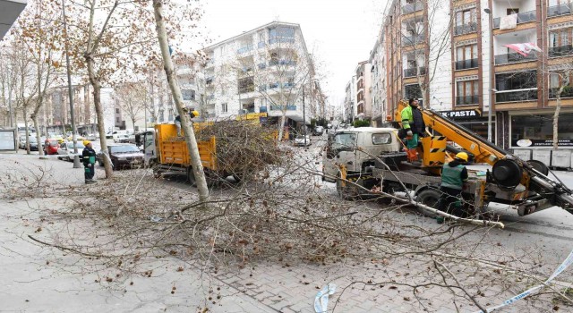 Esenyurtta ağaçlar kışa hazırlanıyor