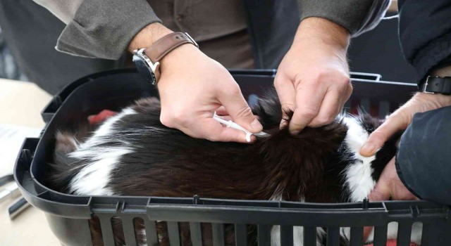 Eskişehirde 25 bin 125 kedi ve köpeğe mikroçip takıldı