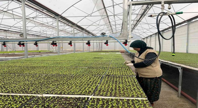 Eskişehirin Akdenizinde üretilen 20 milyon fide ülke geneline satılıyor