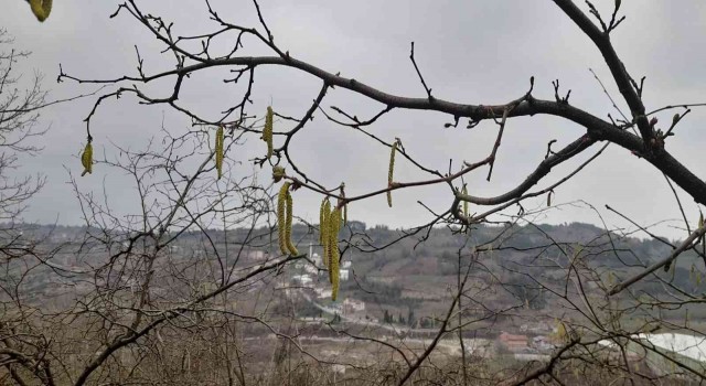 Fındık üreticisi dört gözle kar yağışı bekliyor