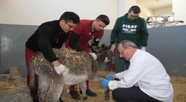 Fırat Üniversitesi Hayvan Hastanesinde bir yıl 7 bin 600 hayvan tedavi edildi