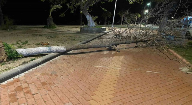 Fırtına Bodrumda ağaçları devirdi