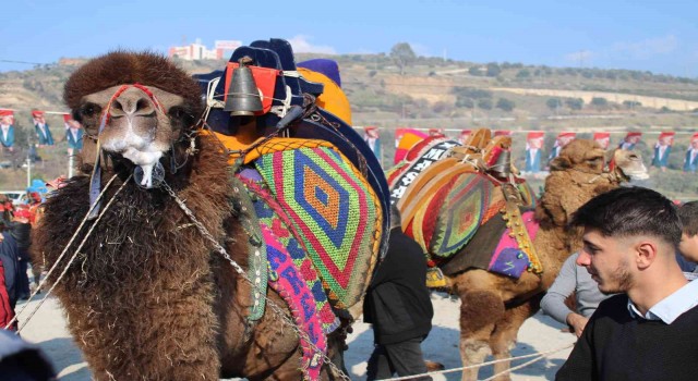 Gelin gibi süslenen milyonluk develer arenada boy gösteriyor