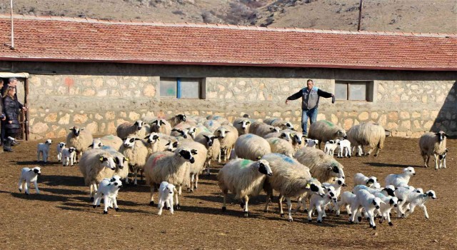 Gökhöyükte kuzu doğumları başladı, 9 koyun üçüz yavruladı