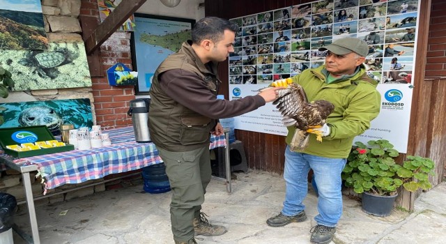 Gökyüzünün efendisi şahin, yaralı halde bulundu