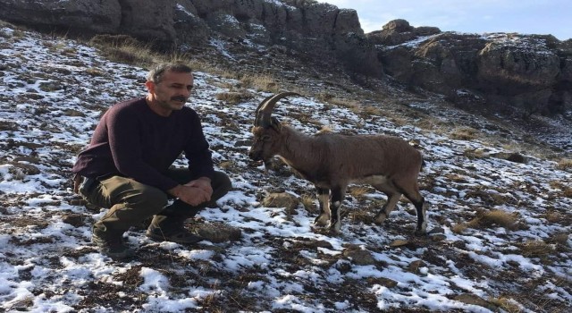 Hasta dağ keçisi tedavi edilip doğaya bırakıldı