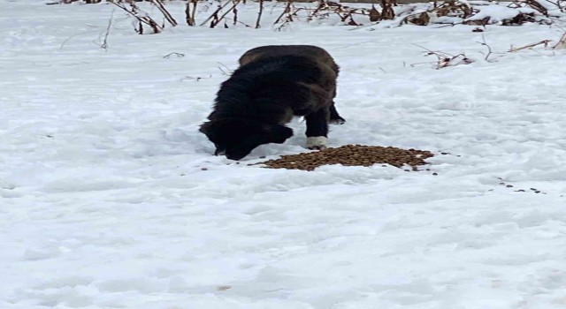 Hayvanları beslediler, yaralı köpeğe sahip çıktılar