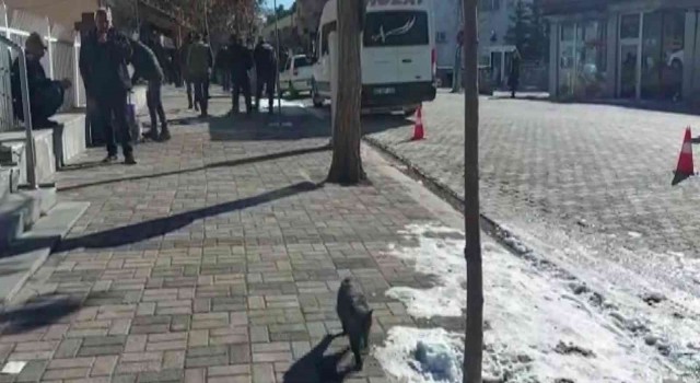 Hozatta kuduz karantinası: Sokak hayvanları aşılanıyor