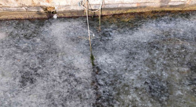 İstanbul Boğazında deniz anası istilası