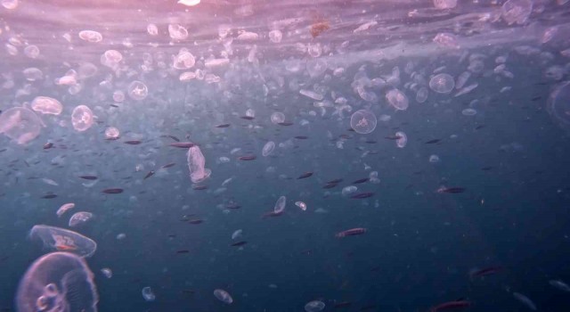 İstanbul Boğazında denizanası istilası su altından görüntülendi