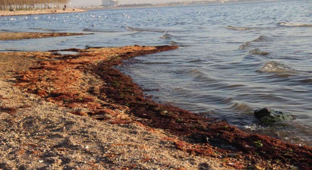 İzmit Körfezi sahil şeridi kırmızı yosunla kaplandı