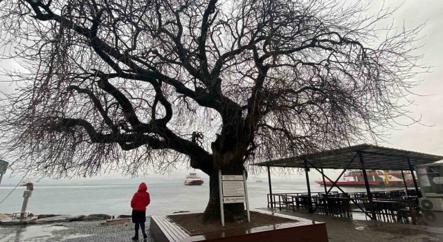 İzmit Körfezinin dibinde, 4 buçuk asırdır ayakta duruyor