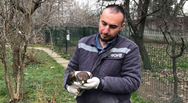 Jandarma ekiplerinin bulduğu yaralı doğan tedavi altında