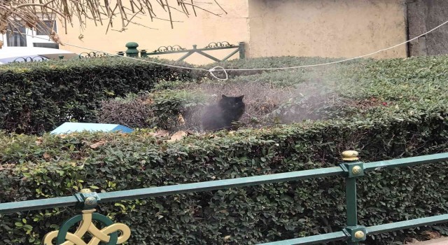Jeotermal suyunun buharıyla ısınan kedi