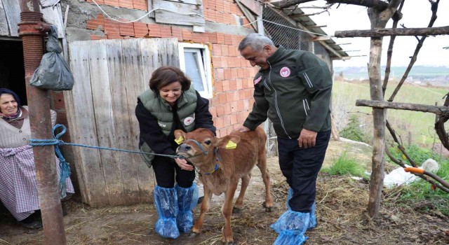 Jersey ırkında suni tohumlama meyvelerini vermeye başladı