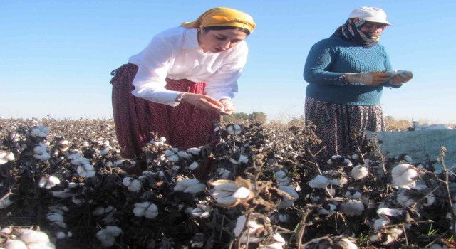 Kadın kaymakam şalvar giyip pamuk topladı