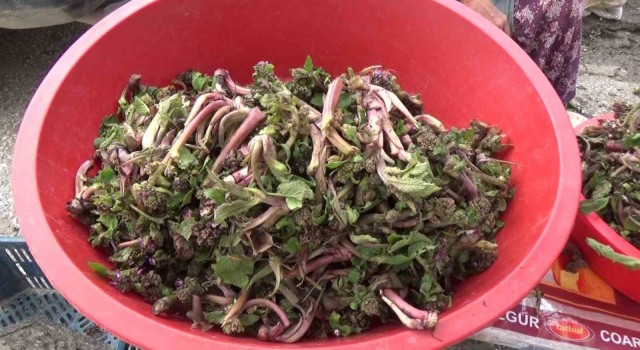 Kaldirik bitkisinin kanserle mücadeleye etkisi araştırılacak