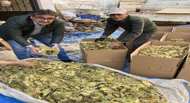 Karacasuda tütünler paketlenmeye başladı, üreticiyi para kazanamama telaşı sardı