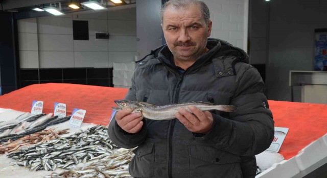 Karadenizde çıkmayan balık, yolunu şaşırıp Orduya kadar geldi