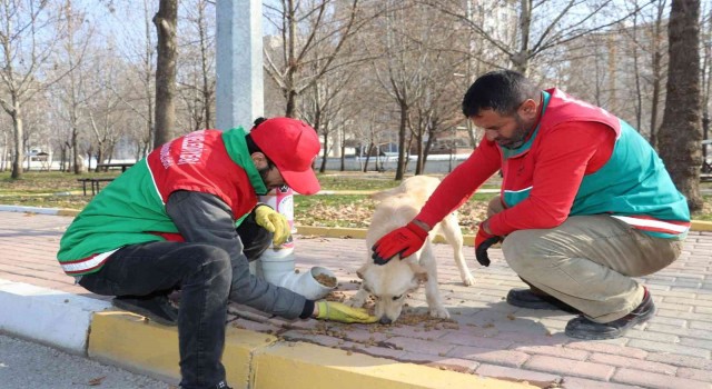 Karaköprüde sokak hayvanları için dönüştürülmüş kaplar