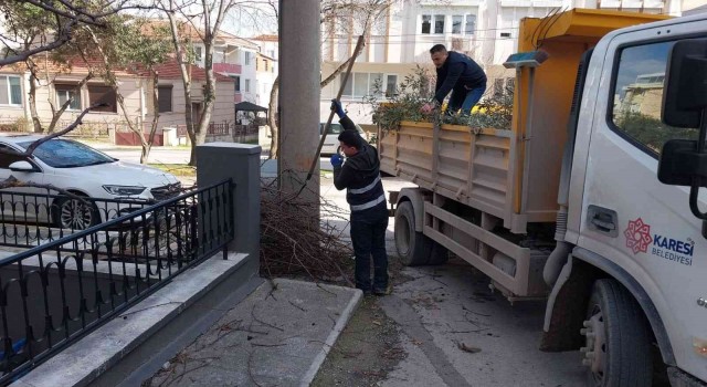 Karesi Belediyesinden ağaçlara kış bakımı