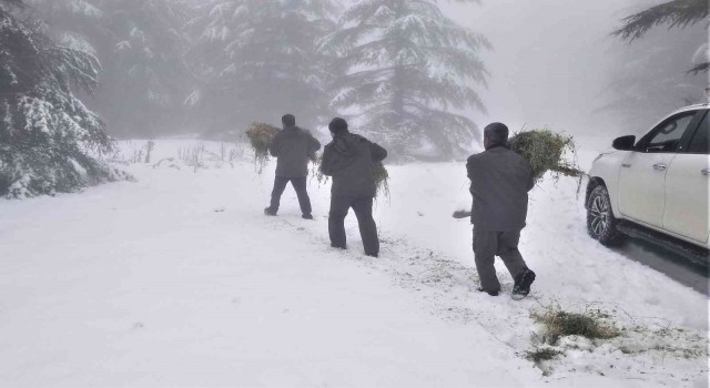 Karla kaplı Spil Dağında yaban hayatı unutulmadı