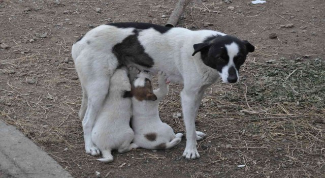 Karsta anne köpek yavrularını doyurdu