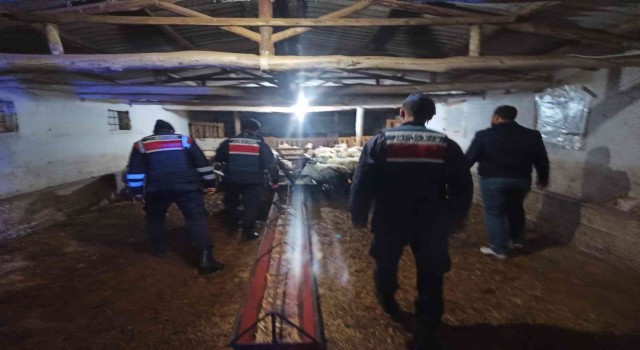 Kaybolan hayvanları Jandarma buldu