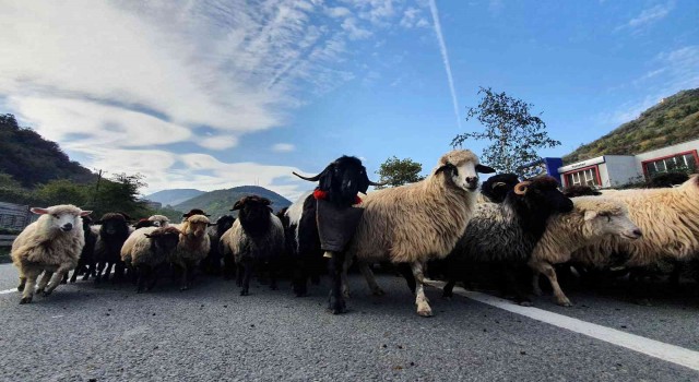 Kdz. Ereğlide 19 köyde karantina uygulanmaya başladı