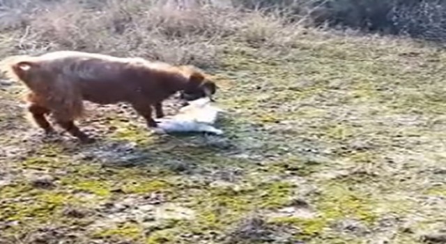 Köpek ile keçinin dostluğu gündem oldu