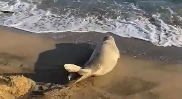 Koruma altına alınan Akdeniz foku Adanada görüldü