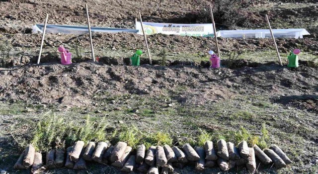 Köyde bal ormanı oluşturuldu