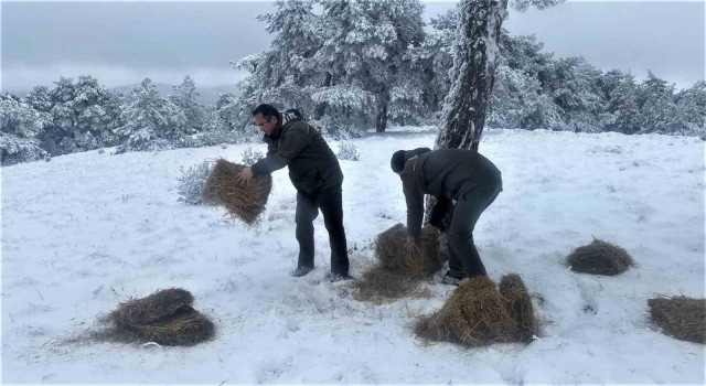Kütahya OBMden yaban hayvanlarına yem desteği