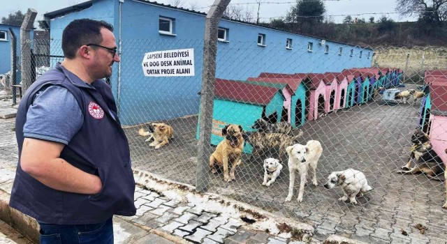 Lapsekide hayvan barınağındaki sokak hayvanlarına kuduz aşısı yapıldı
