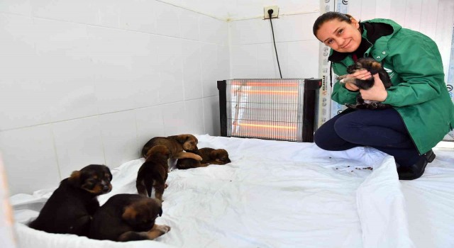 Mersinde bin 100 patili dosta sıcak yuva sağlandı